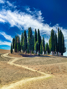 Cypress trees on a hill in San Quirico dOrcia Tuscany Italy
