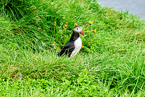 Puffin in Borgarfjordur Eystri Iceland during the day