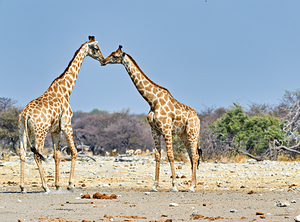 Giraffes cuddling in Etosha National Park in Namibia