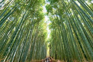 Exploring the bamboo grove in Arashiyama Kyoto Japan