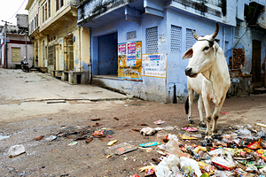 Holy cows move freely in the streets of Bundi Rajasthan India