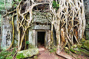 Ancient temple ruins overgrown by massive tree roots.