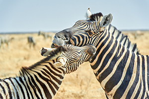 Zebras cuddle together in the wild at Etosha National Park in Na