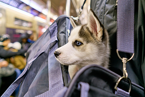 Dog riding in bag on subway in Manhattan New York City