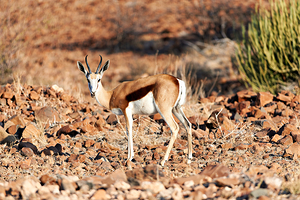 Springbok antelope in Damaraland Kunene Region of Namibia