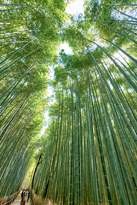 People walk through the tall bamboo trees in Arashiyama Bamboo G