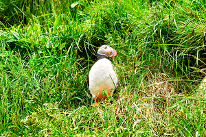 Puffin standing in grass at Borgarfjordur Eystri in Iceland