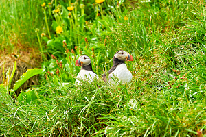 Two puffins resting in Borgarfjordur Eystri Iceland