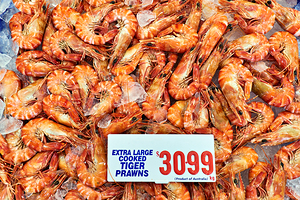 Extra large cooked tiger prawns on ice for sale.