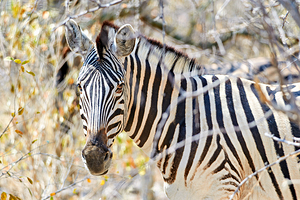 Zebra stands among dry bushes in Etosha National Park Namibia by Marco Brivio