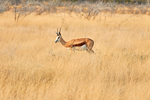 Springbok gazelle antelope walking in Etosha National Park Namib