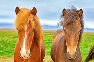 Wild horses in western fjords of Iceland under cloudy sky