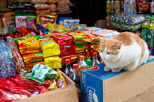 Cat sitting on boxes in Hanoi market during daytime