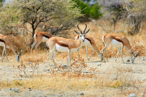 Springbok antelope in Etosha National Park of Namibia during day by Marco Brivio