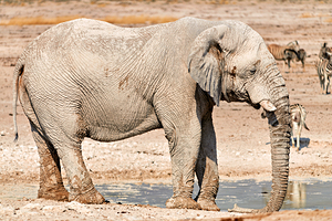 Elephant drinks water at a waterhole in Etosha National Park by Marco Brivio