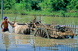 Washing cows in a river in the countryside of Myanmar