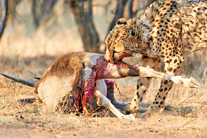 Cheetah feeding on prey in Okonjima Reserve Namibia by Marco Brivio