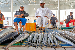 Fish market scene in Muscat Oman during daytime activity