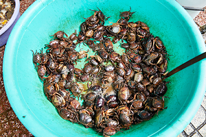 Fresh crabs in a green bowl at a market in Ho Chi Minh City by Marco Brivio