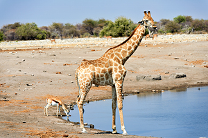 Giraffe and black faced impala drink at waterhole in Etosha Park