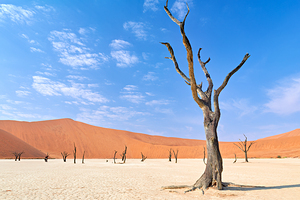 Dried camel thorn trees in Deadvlei clay pan of Namibia