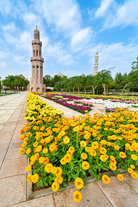 Flowers bloom near Sultan Qaboos Grand Mosque in Muscat
