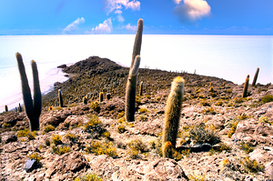 Cactus island in a vast white salt flat under blue sky. by Marco Brivio