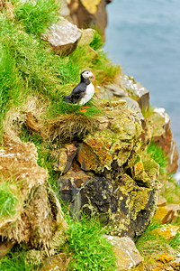 Puffin stands on rocks by the sea in Borgarfjordur Eystri