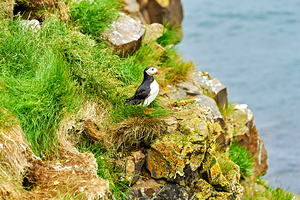 Puffin standing on rocks near Borgarfjordur Eystri in Iceland