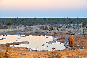 Elephant drinks at a waterhole in Etosha National Park at sunset