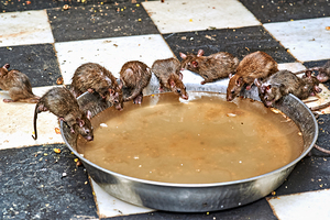 Rats gather around water bowl at Shree Karni Mataj Temple in Raj