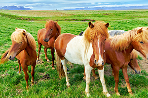 Wild horses gather in western fjords in Iceland during summer