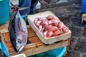 Fresh catch at Piscaria market in Catania Sicily