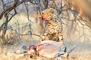 Cheetah feeds on prey in okonjima reserve in namibia