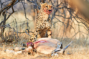 Cheetah with prey at Okonjima Reserve in Namibia after hunt by Marco Brivio
