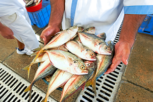 Freshly caught fish in Dubai held by a man at the market