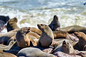 Cape Cross seal colony at Skeleton Coast in Namibia during midda