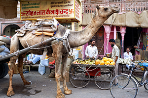 Camel in the streets of Bikaner during busy market hours