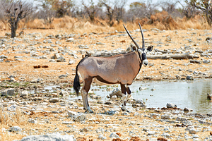 Gemsbok oryx drinking near water in Etosha National Park Namibi by Marco Brivio