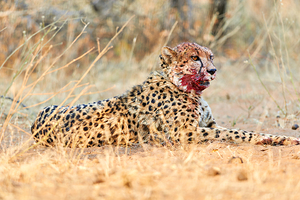 Cheetah rests after a kill in the Okonjima Reserve of Namibia