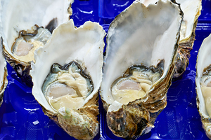 Freshly shucked oysters in blue plastic container