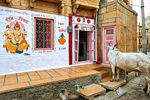 Cow standing in the streets of Jaisalmer Rajasthan India