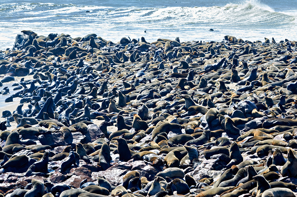 Cape fur seal colony on Skeleton Coast at Cape Cross in Namibia Print