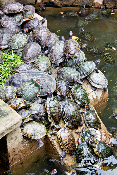 Turtles gather on a stone by the water in Saigon Vietnam Print
