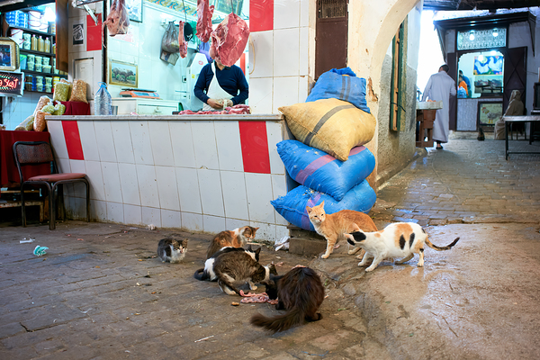 Stray cats gather near meat shop in Fez souk during daytime Print