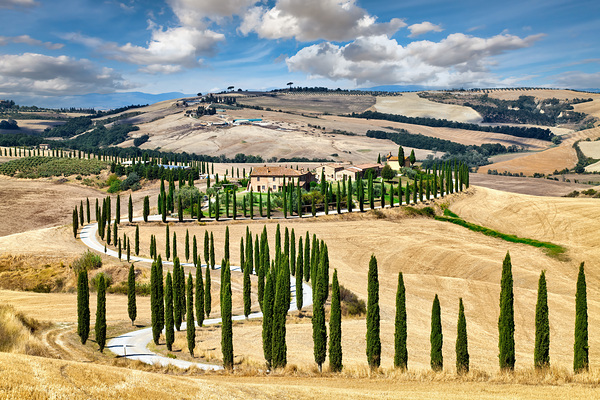 Cypress trees line winding road in Val dOrcia Tuscany Print
