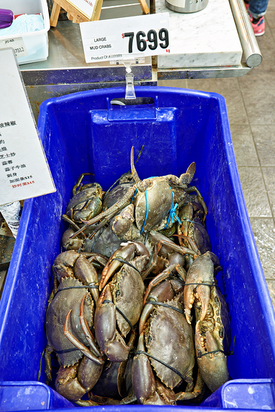 Large Mud Crabs for sale at $76.99 per kg. Print
