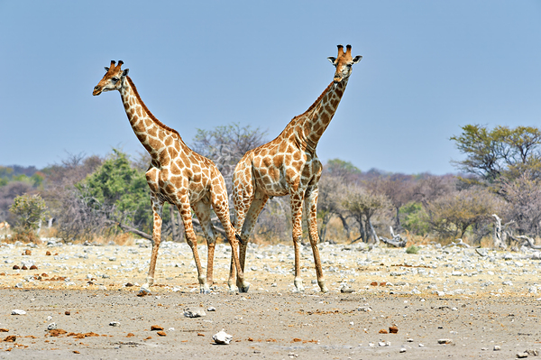 Giraffes stand together in Etosha National Park in Namibia by Marco Brivio