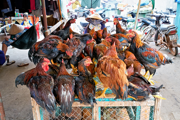 Chickens gathered in a market in Phu Quoc Vietnam Digital Download