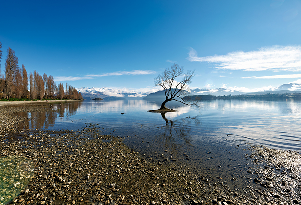 Wanaka Tree in Lake Wanaka on a clear day Otago Print
